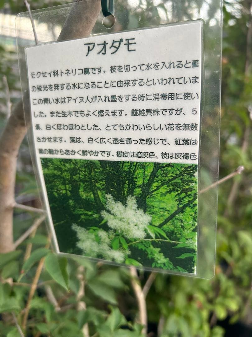 人気樹木　アオダモ　高さ約1.7m 株立ち　お値打ち