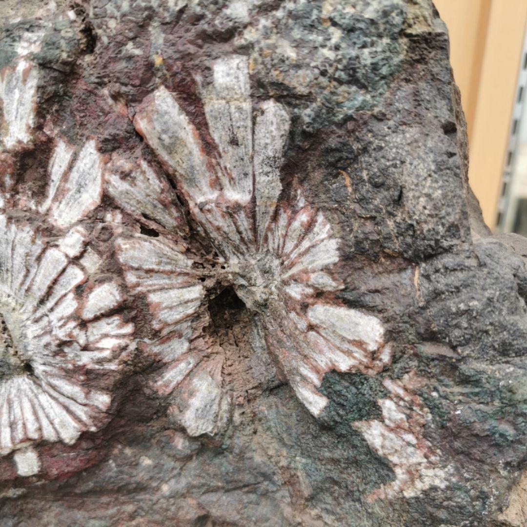 根尾谷産　菊花石　21.2キロ　鑑賞石　石　置物　オブジェ　インテリア　盆石