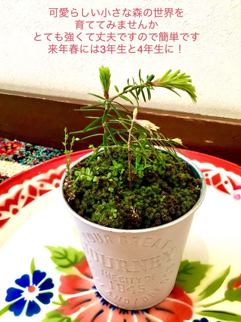 完売　縁起木＊魔除け【今春2年生と3年生になりました！天然＊野生のもみの木さん】