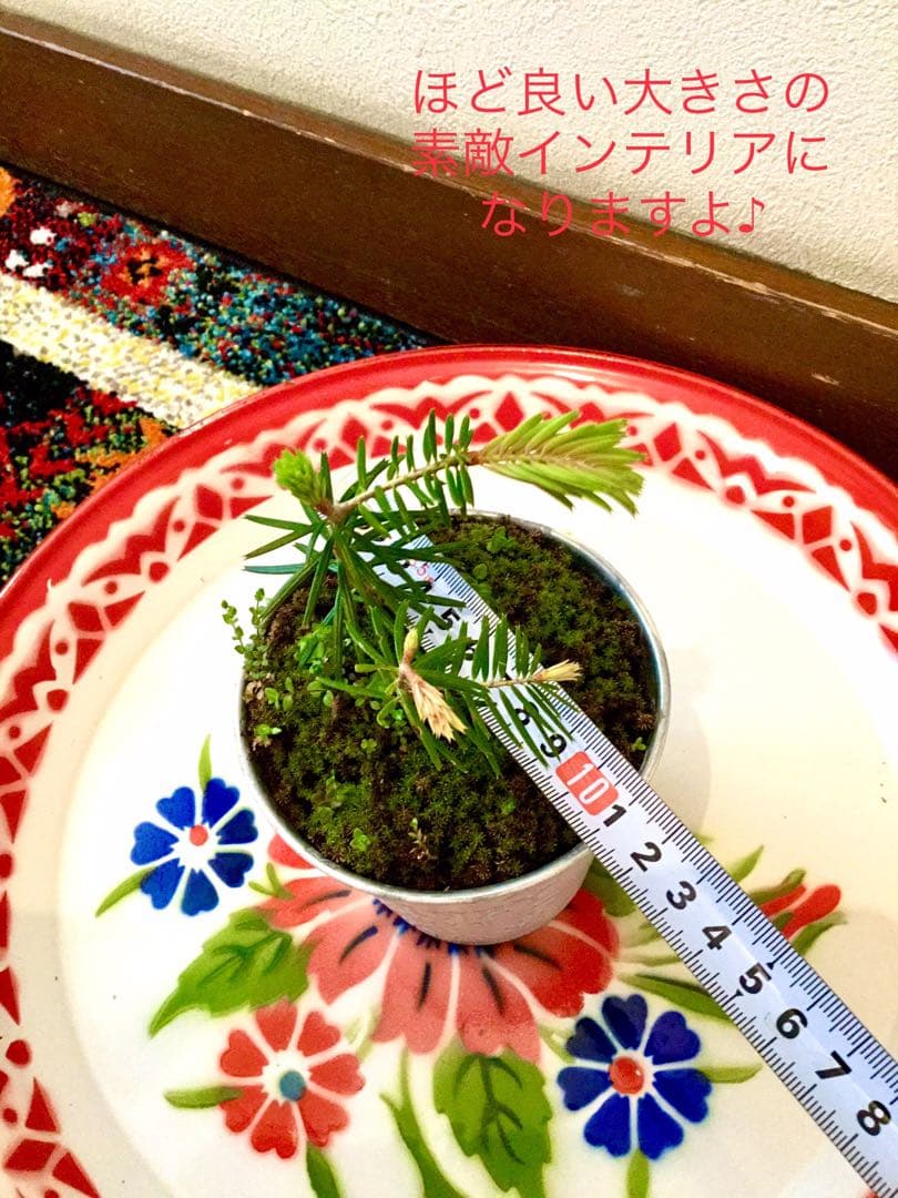 完売　縁起木＊魔除け【今春2年生と3年生になりました！天然＊野生のもみの木さん】