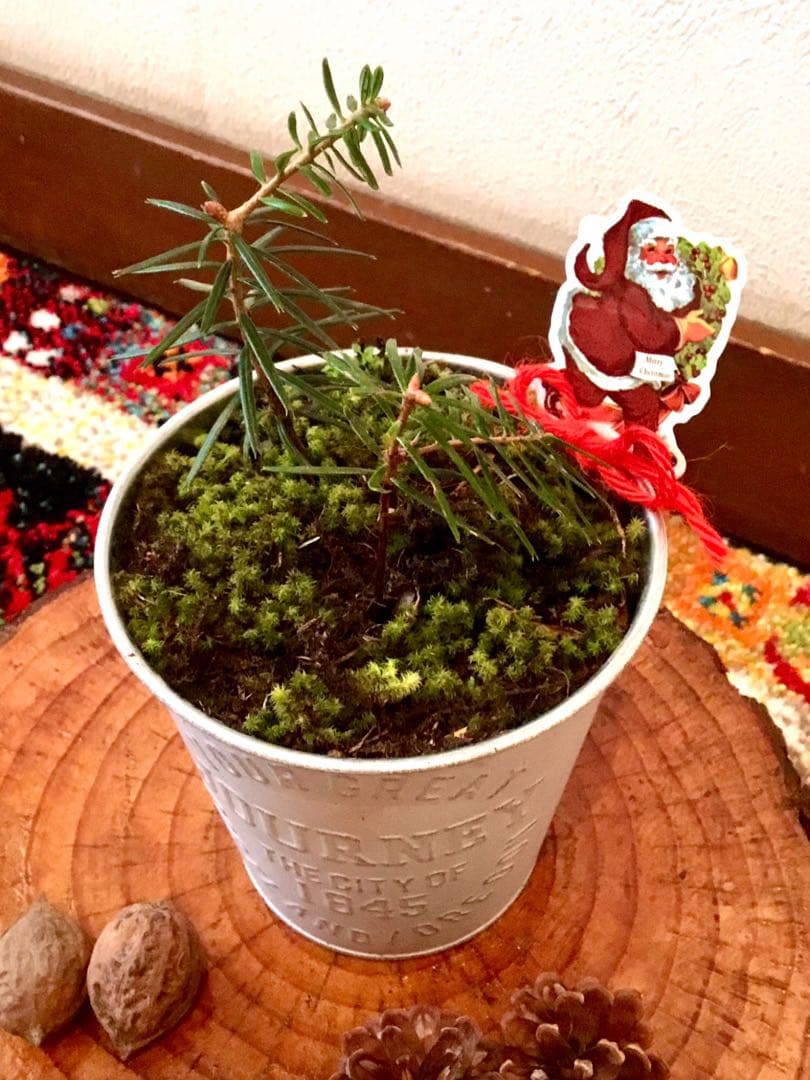 完売　縁起木＊魔除け【今春2年生と3年生になりました！天然＊野生のもみの木さん】