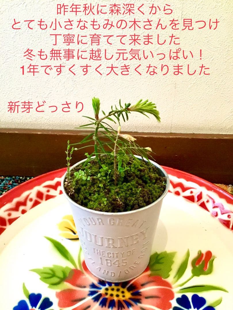 完売　縁起木＊魔除け【今春2年生と3年生になりました！天然＊野生のもみの木さん】