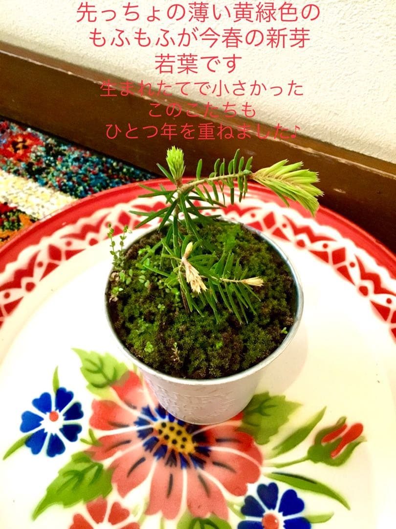 完売　縁起木＊魔除け【今春2年生と3年生になりました！天然＊野生のもみの木さん】