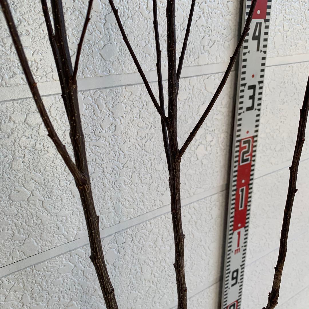 朝倉山椒　アサクラサンショウ　山椒の実　落葉樹　43