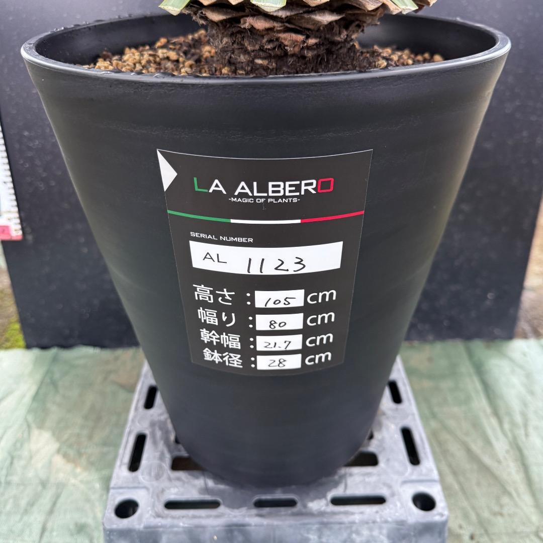 【AL1123】ユッカ　リギダ　超超極太