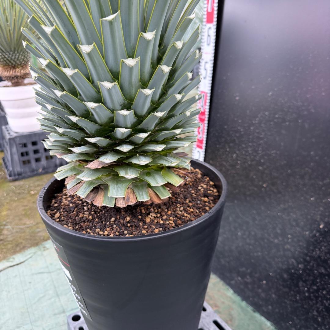 【AL1123】ユッカ　リギダ　超超極太