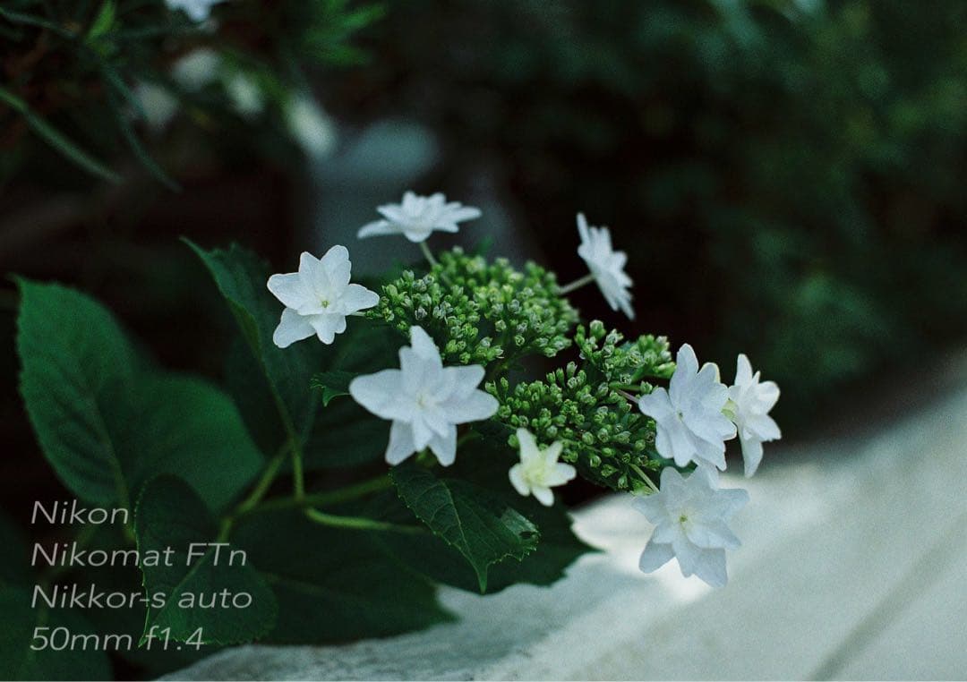 Nikon FTN＊nikkor 50mm f1.4★完動品＊美品＊初期保証