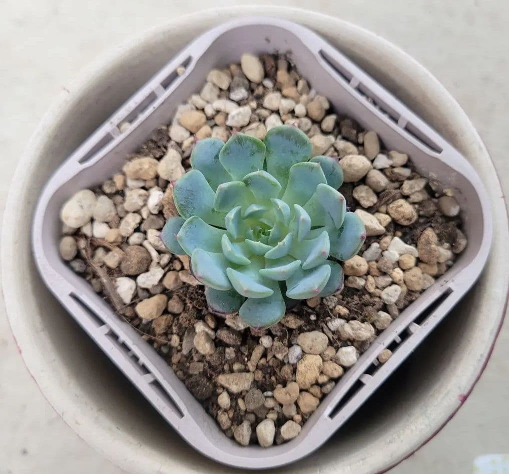 多肉植物❤レア❤ハッピー❤抜き苗