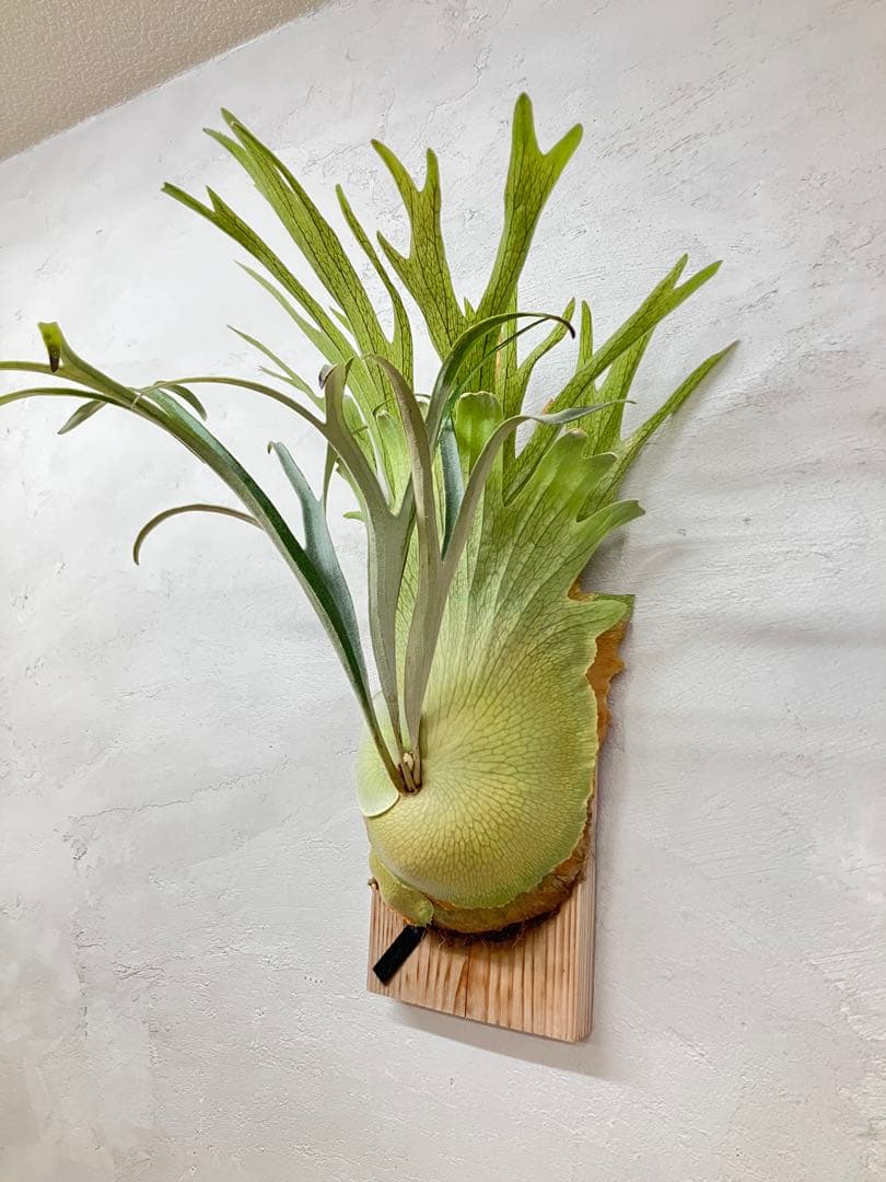 ビカクシダ　キヨヒメ　トキントキン　清姫　kiyohime 子株