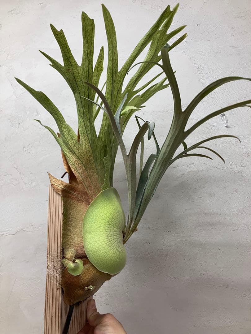 ビカクシダ　キヨヒメ　トキントキン　清姫　kiyohime 子株