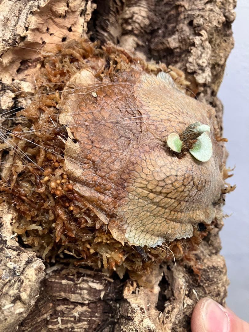 ビカクシダ　キヨヒメ　トキントキン　清姫　kiyohime 子株