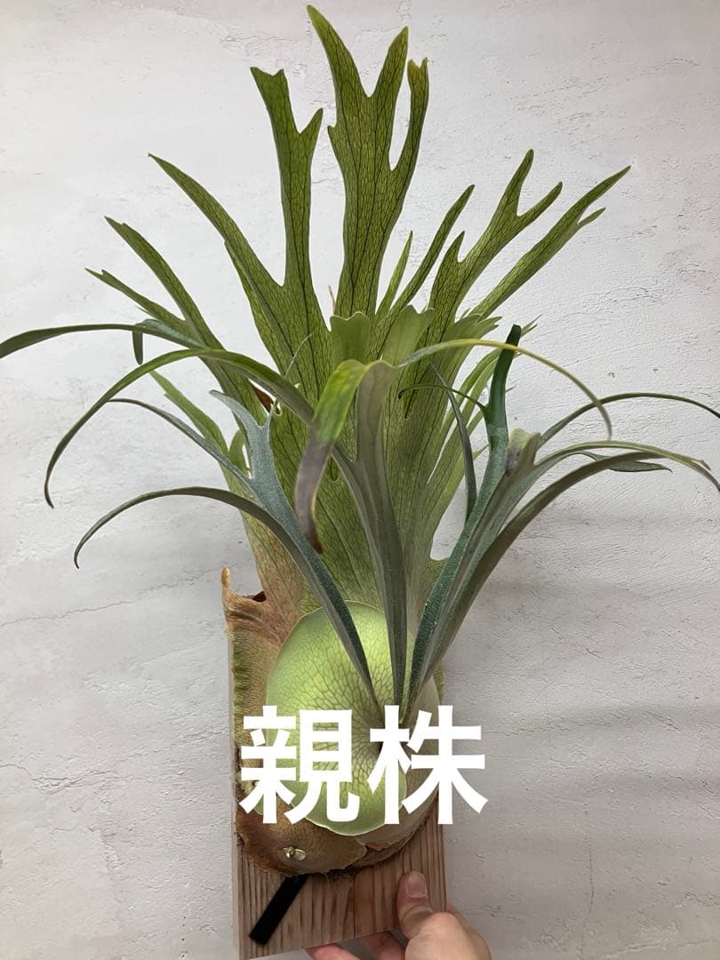 ビカクシダ　キヨヒメ　トキントキン　清姫　kiyohime 子株