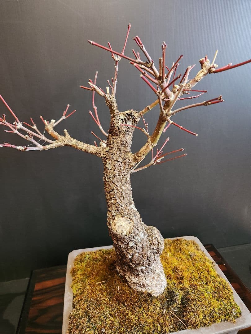 荒皮紅葉 荒皮もみじ 荒皮紅葉盆栽 もみじ盆栽 楓 カエデ