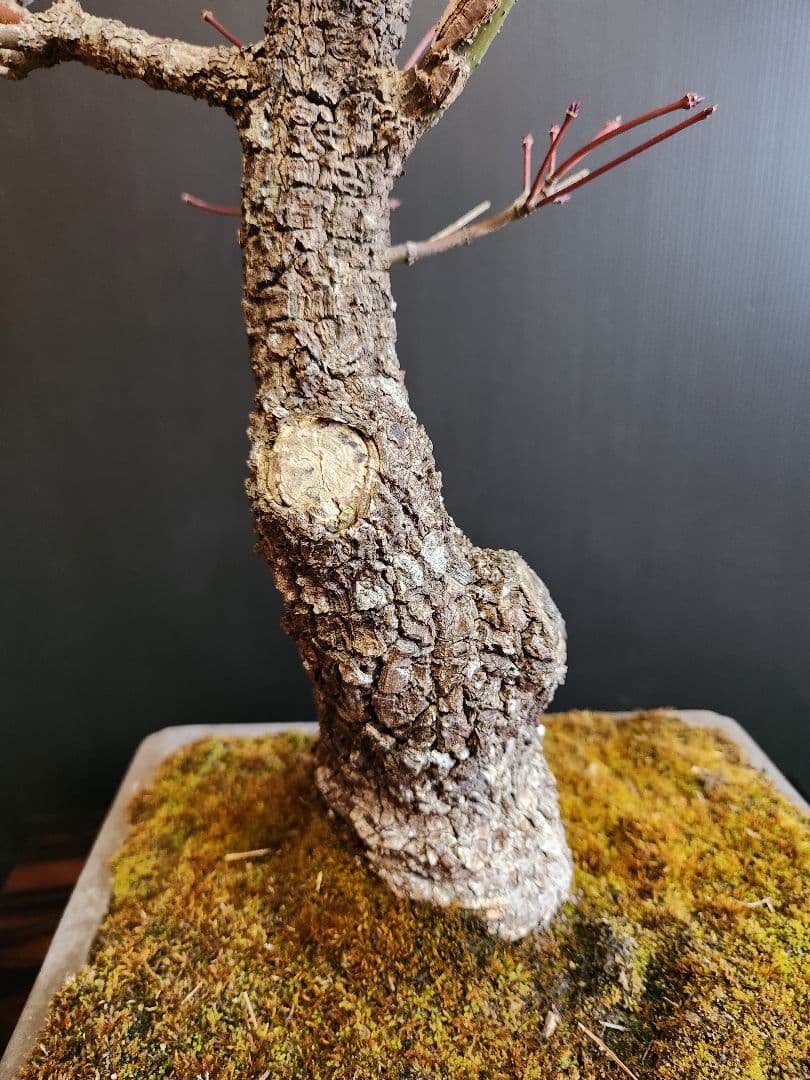 荒皮紅葉 荒皮もみじ 荒皮紅葉盆栽 もみじ盆栽 楓 カエデ