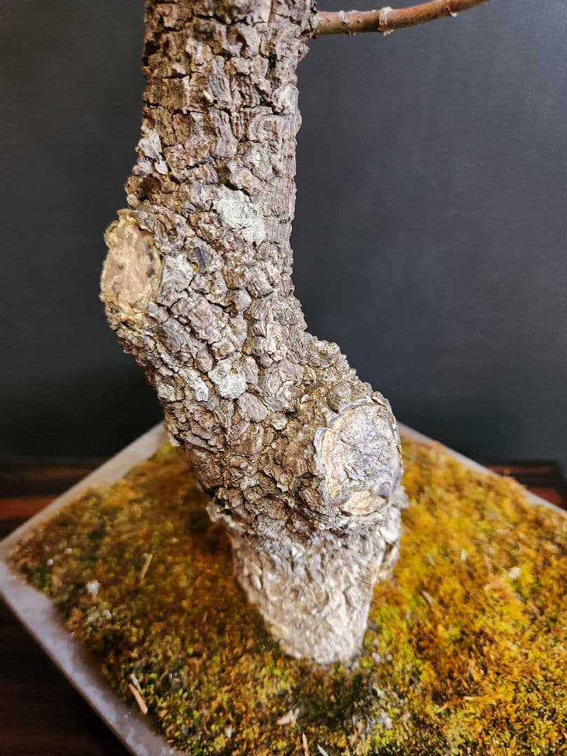 荒皮紅葉 荒皮もみじ 荒皮紅葉盆栽 もみじ盆栽 楓 カエデ