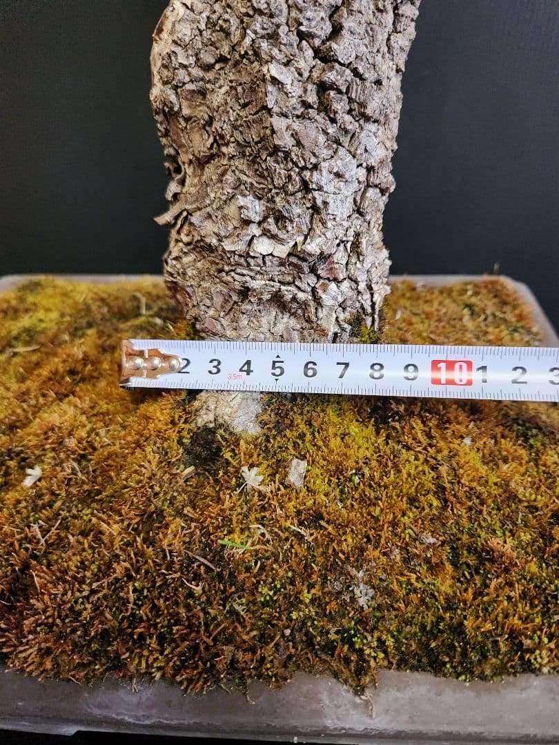 荒皮紅葉 荒皮もみじ 荒皮紅葉盆栽 もみじ盆栽 楓 カエデ