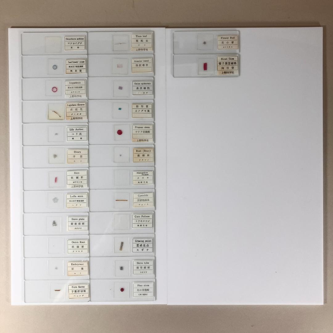顕微鏡プレパラート　上野科学社製　植物組織　74種