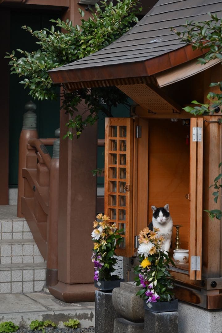 Nikon Z fc ＋nikkor 28mm special edision