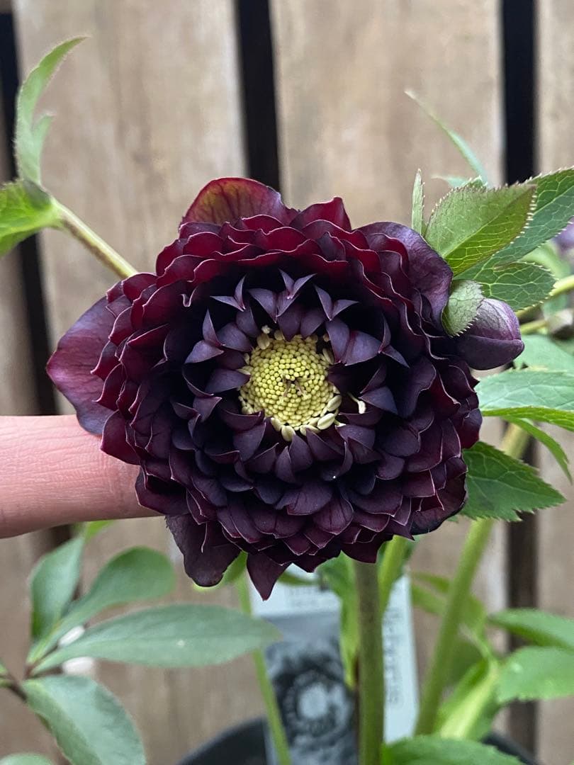 クレオパトラ　超多弁　広瀬園芸