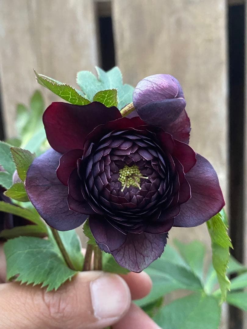 クレオパトラ　超多弁　広瀬園芸