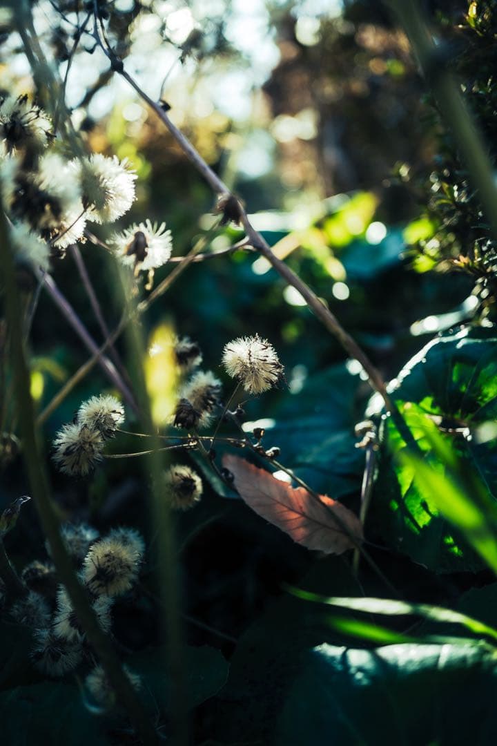 レンズ(単焦点) XF23mmF1.4 R LM WR + LH-XF 23-2