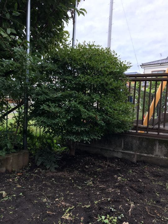 庭木売ります　　現物確認後、要相談　五千円から２万
