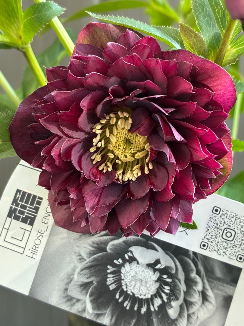 広瀬園芸　クレオパトラ系ダブル　超美人株