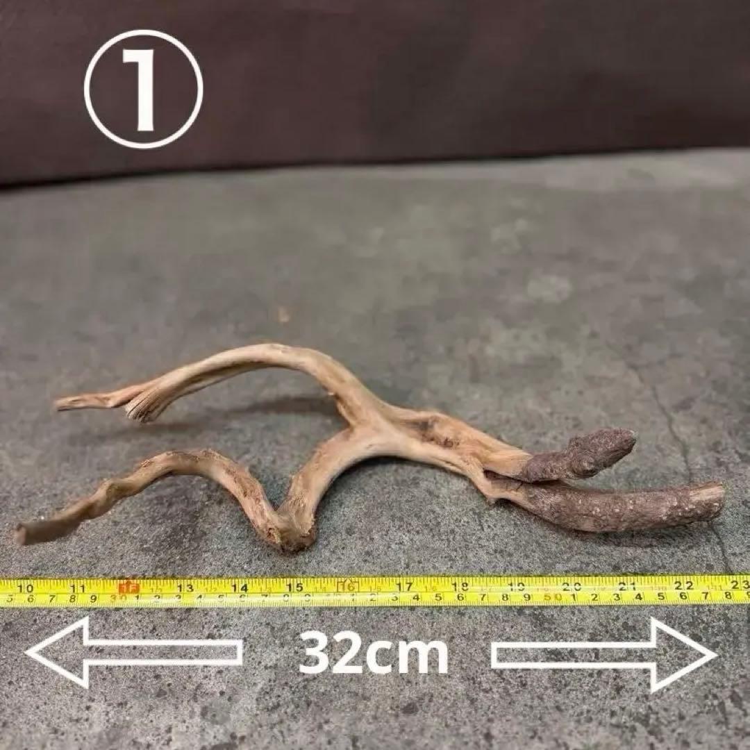 ブランチウッド アクアリウム＆テラリウム流木5本組SET(オマケ流木3本付き)