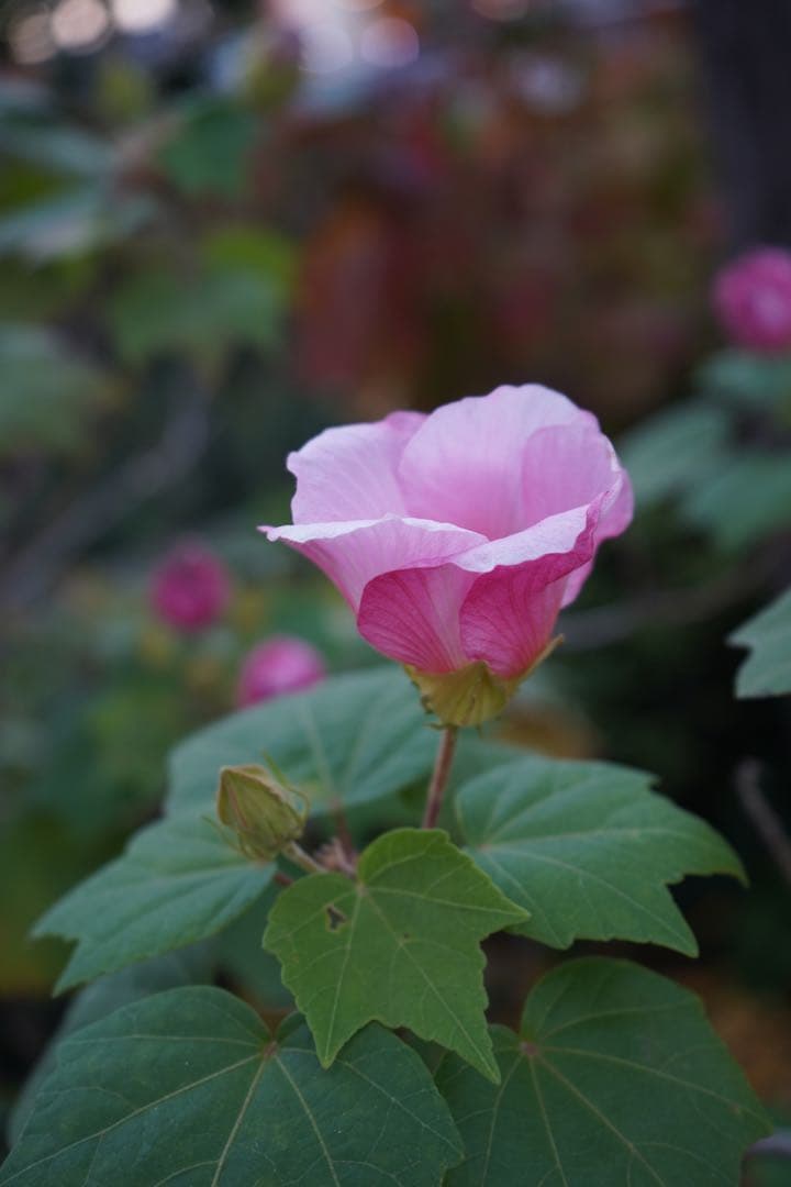 SONY α7 III + TAMRON 70-300mm レンズ