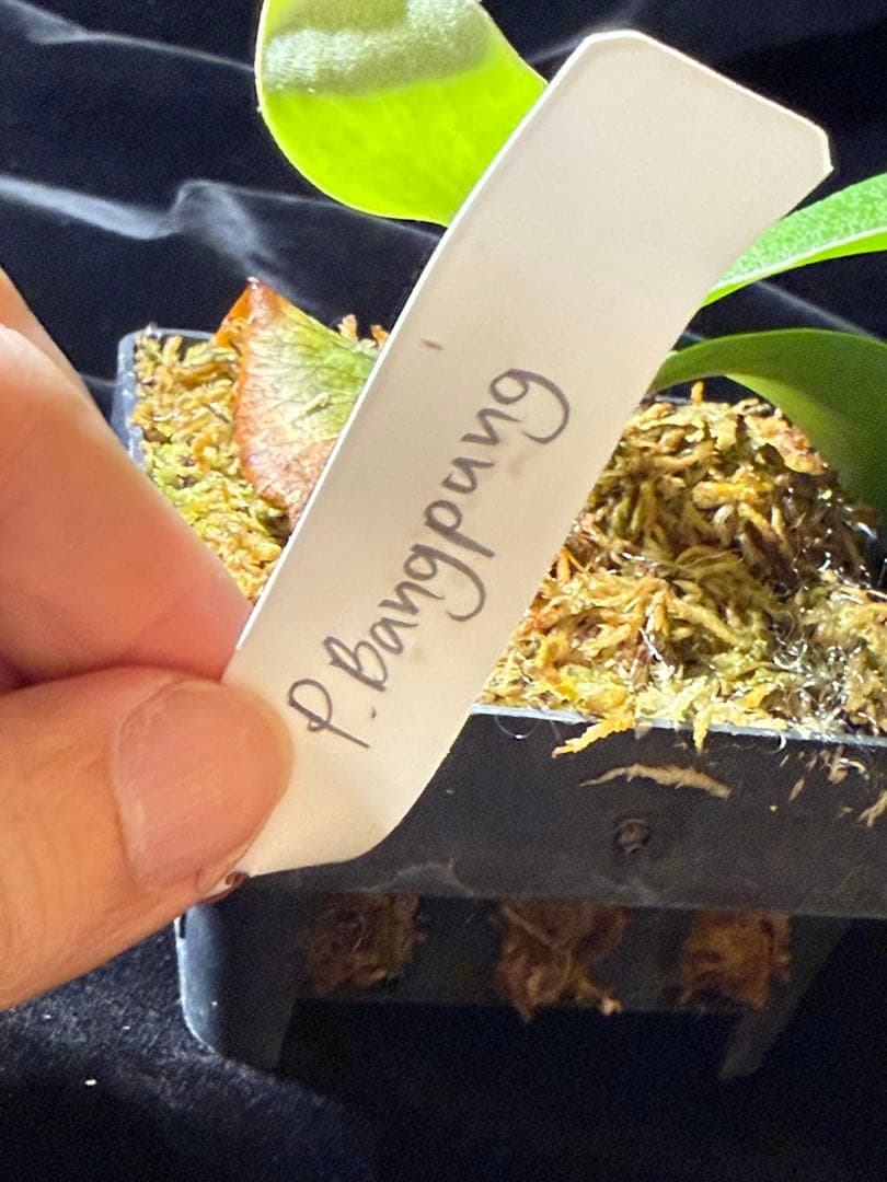 【byトンクラさん】P.Bangpung 子株　タイ輸入株