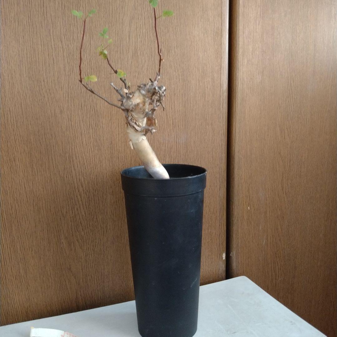 □入手困難 希少 現地球 コミフォラ 1