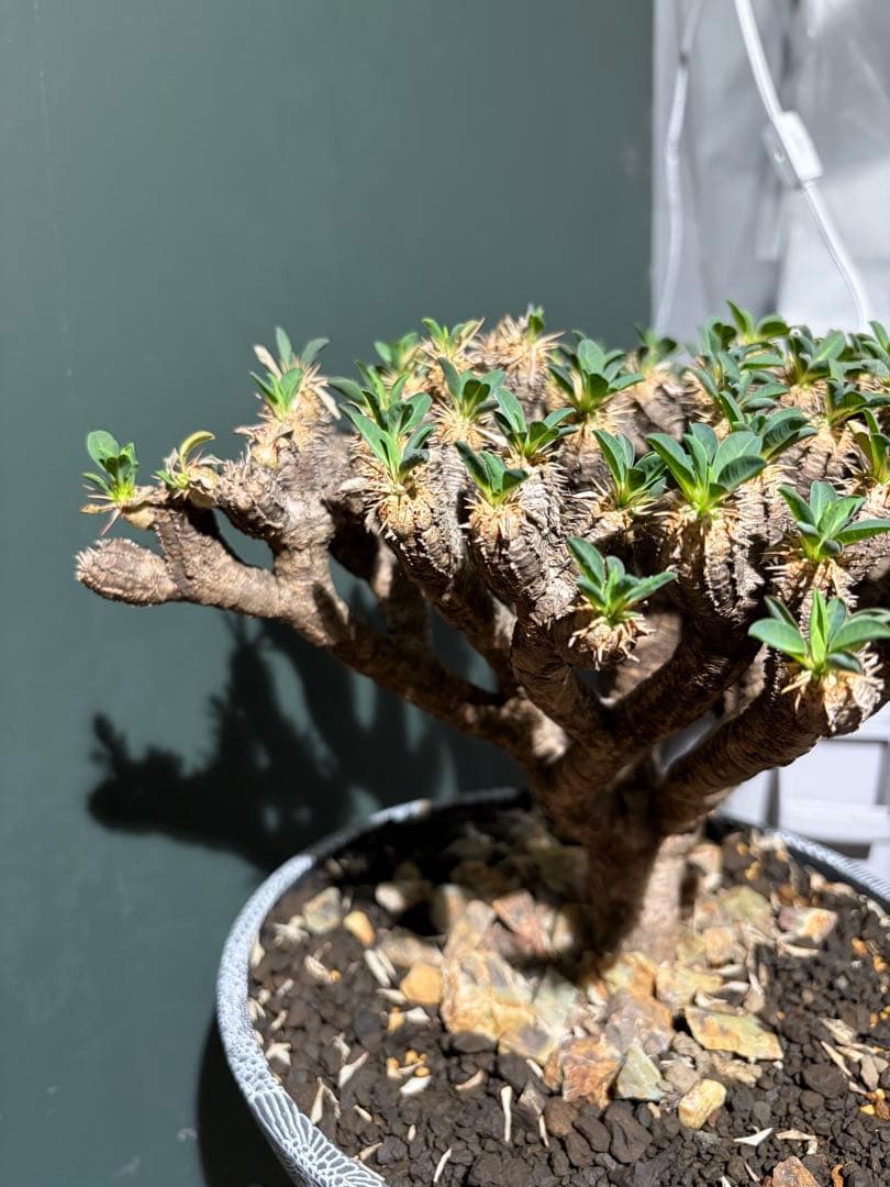 ユーフォルビア ギラウミニアナ 良型 大株 現地球 発根済み