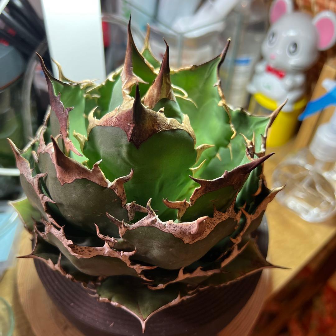 チタノタ　FO-076 オテロイ