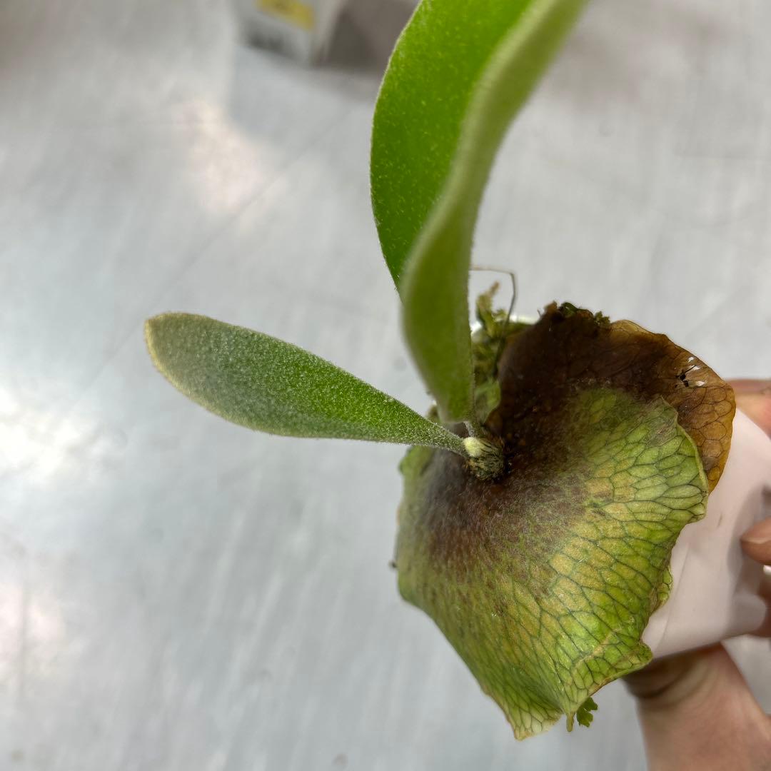 HAS.AR spore ビカクシダ ③