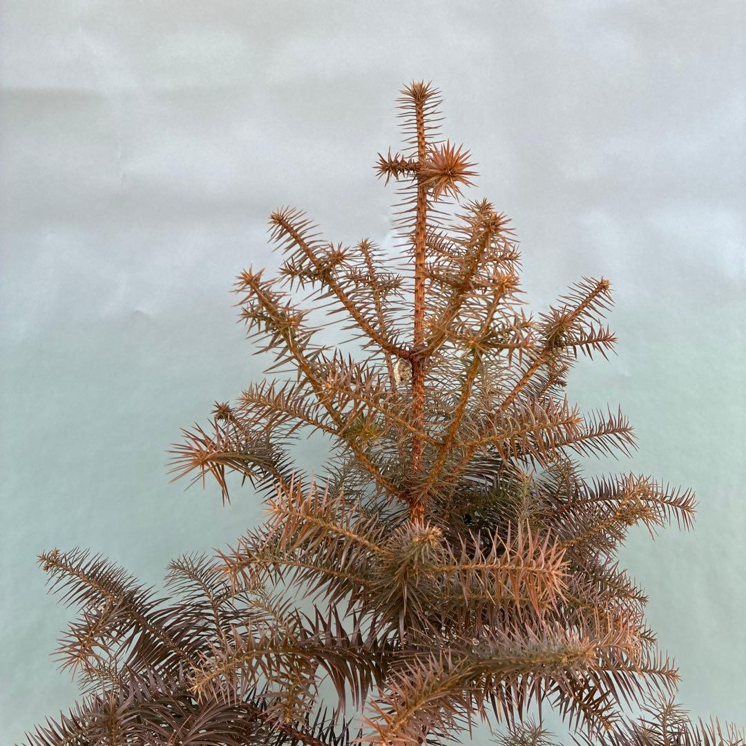 コウヨウザン　150cm