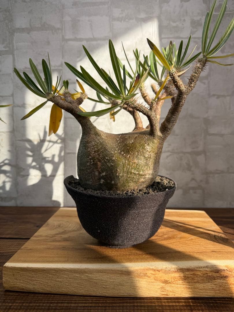 大株　パキポディウム　グラキリス　発根済み　鉢付き