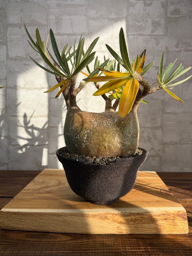 大株　パキポディウム　グラキリス　発根済み　鉢付き