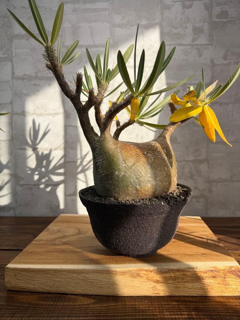 大株　パキポディウム　グラキリス　発根済み　鉢付き