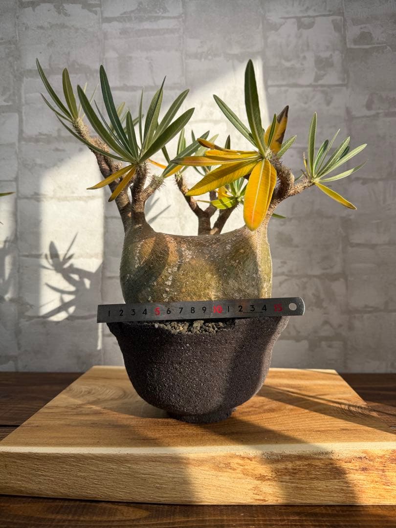 大株　パキポディウム　グラキリス　発根済み　鉢付き