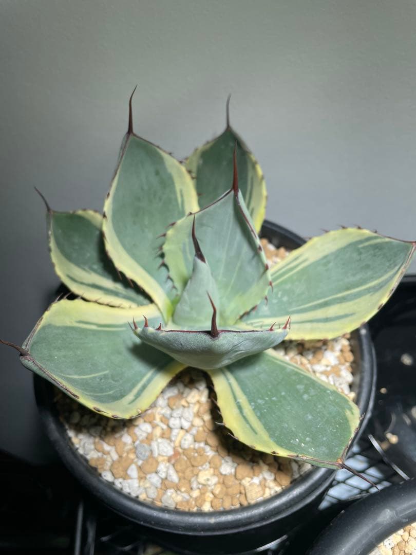 パリー トランカータ オリザバ 大サイズ US