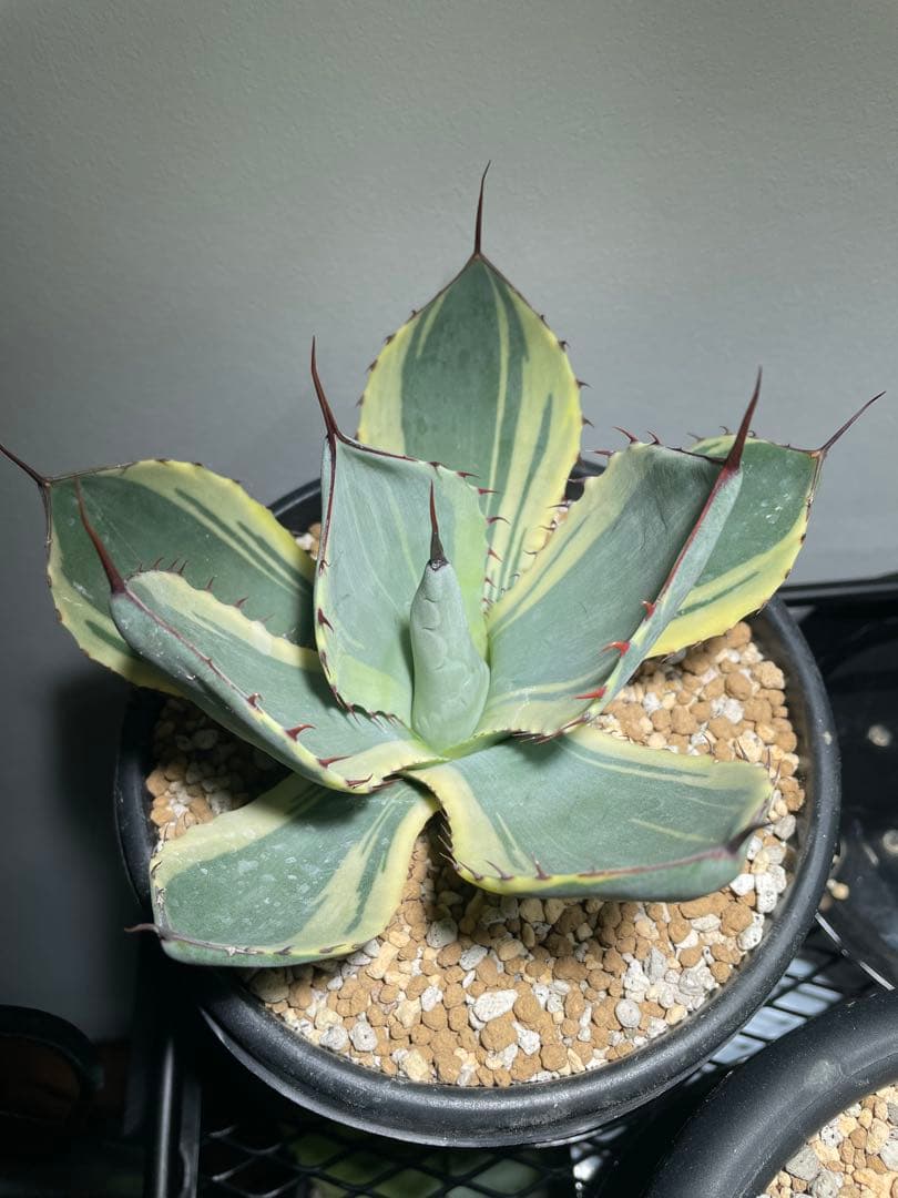 パリー トランカータ オリザバ 大サイズ US