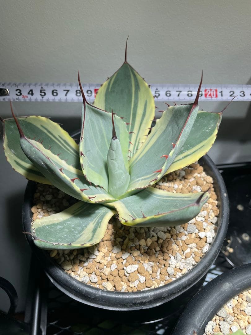 パリー トランカータ オリザバ 大サイズ US