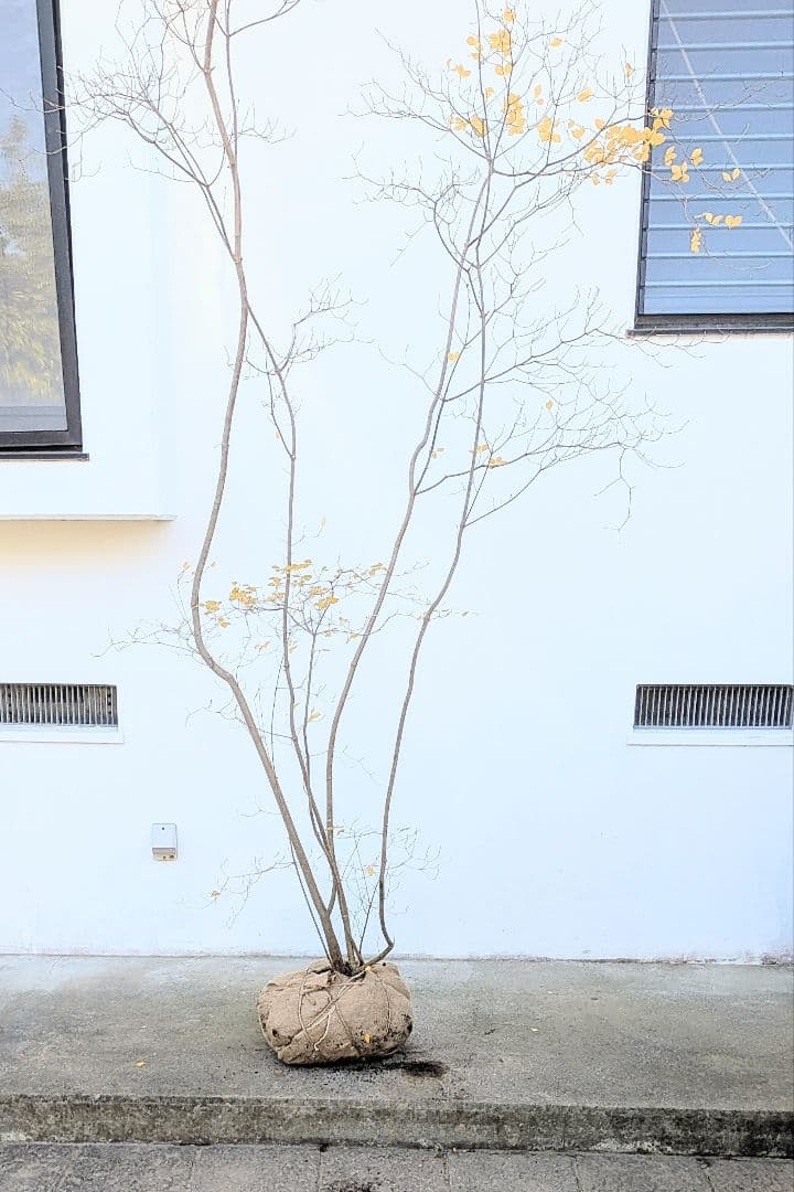 極美。特大の山採りドウダンツツジ。