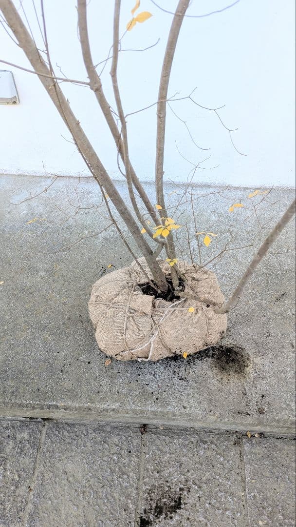 極美。特大の山採りドウダンツツジ。