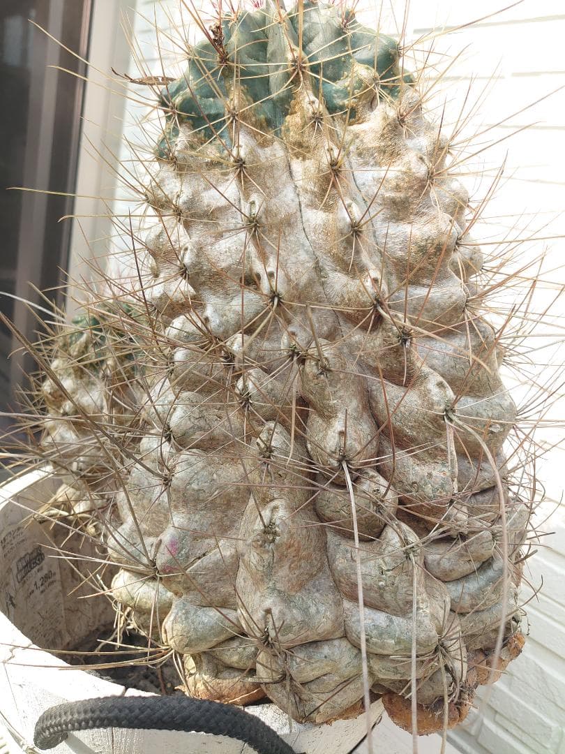 巨鷲玉 フェロカクタス 大株