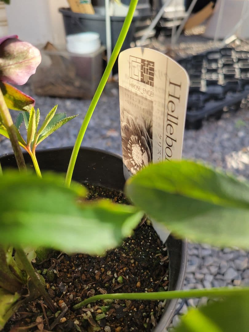 広瀬園芸　クリスマスローズ　多弁