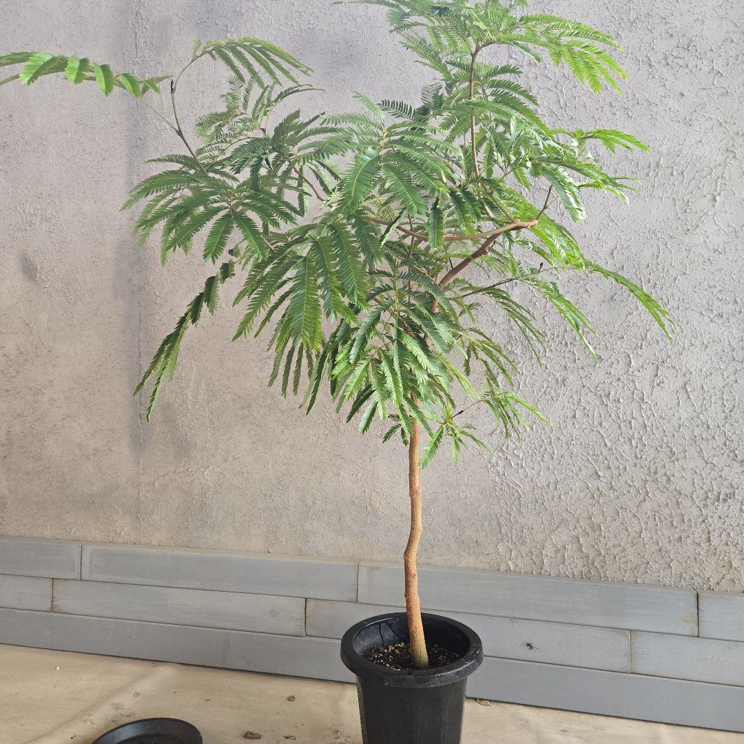 ⑦　エバーフレッシュ　8号　特大苗木最高等級　極太