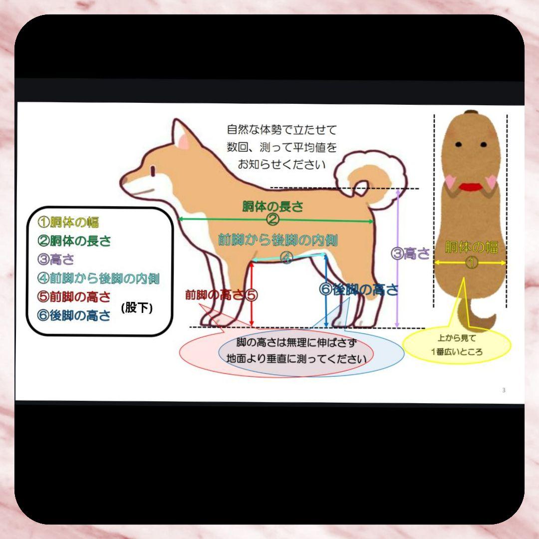 トイプードル4輪　リハビリ　食事補助　犬用車椅子　シニア犬介護　犬の歩行器