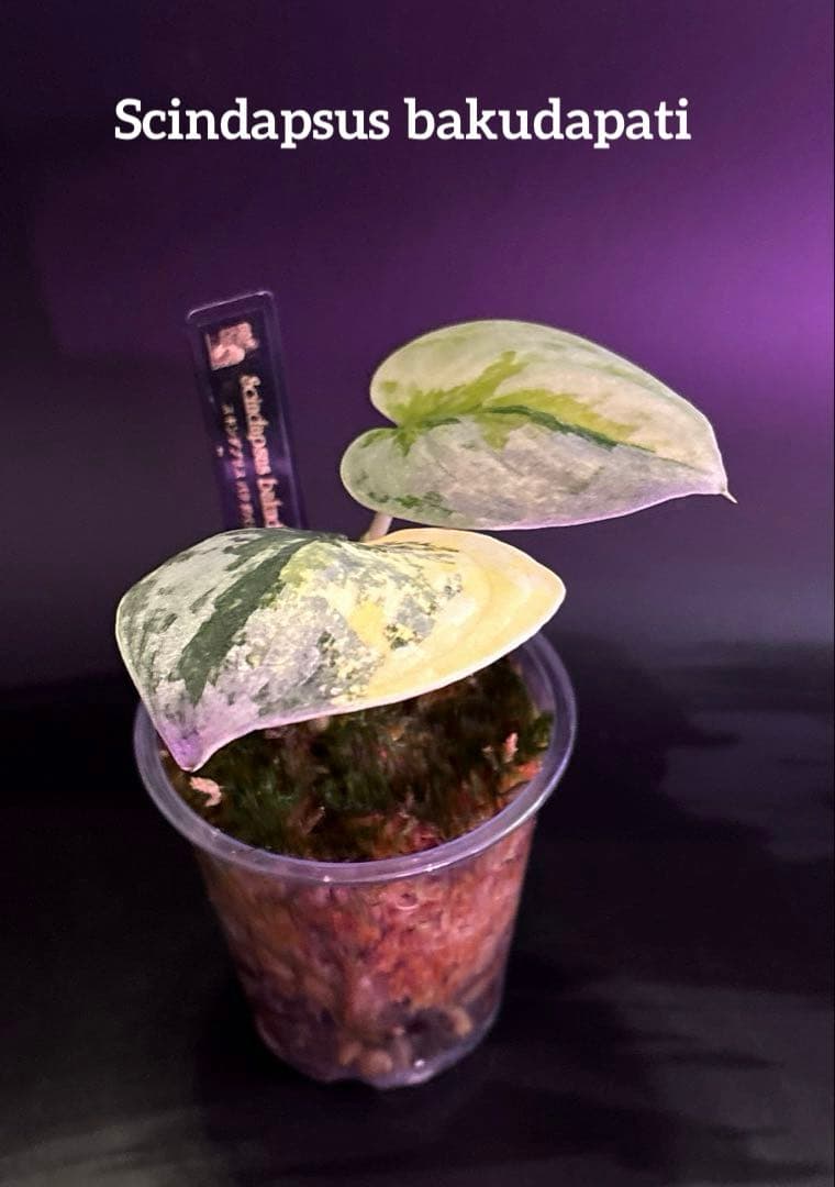 スキンダプサス　綺麗な斑入り　セットL1
