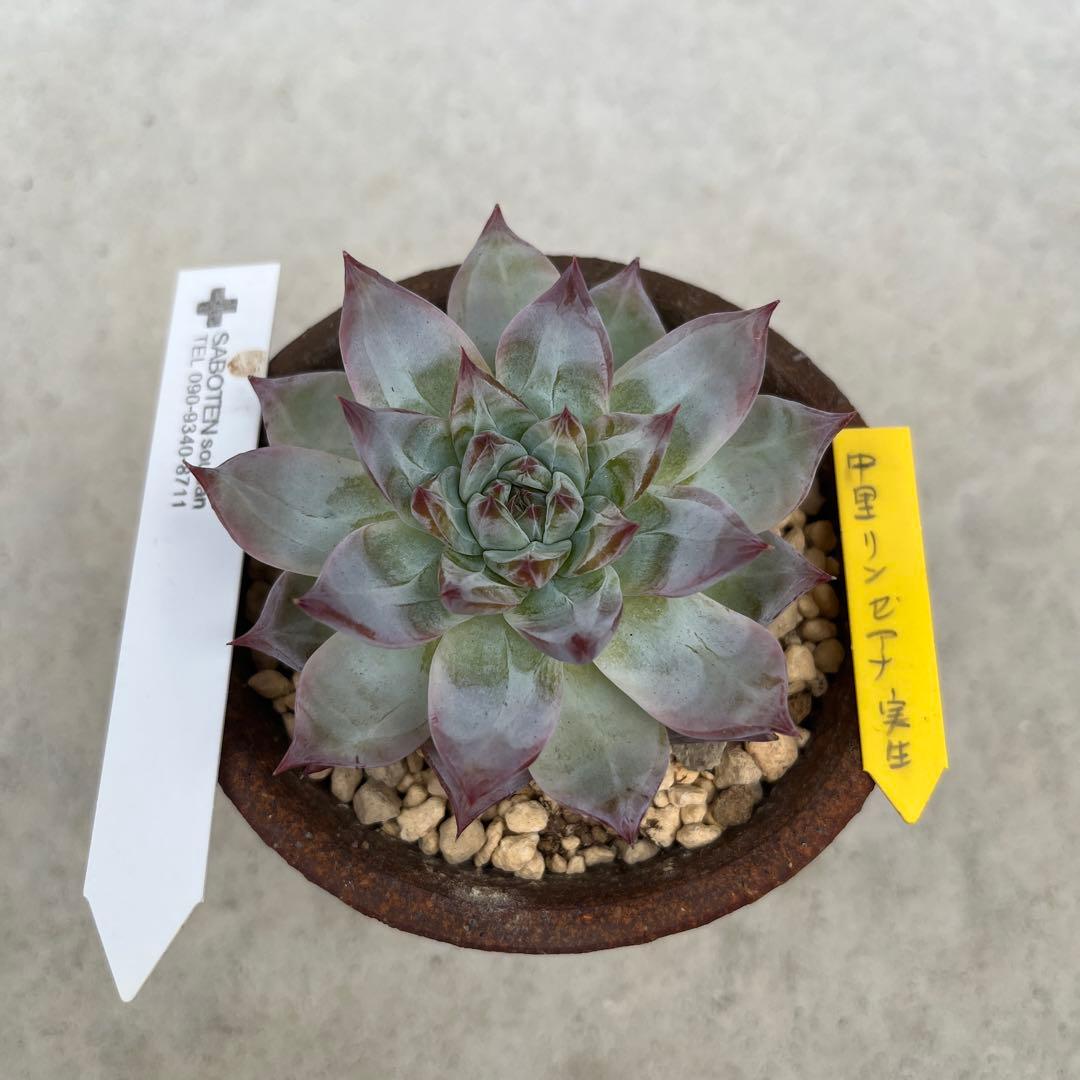 中里リンゼアナ　札付き